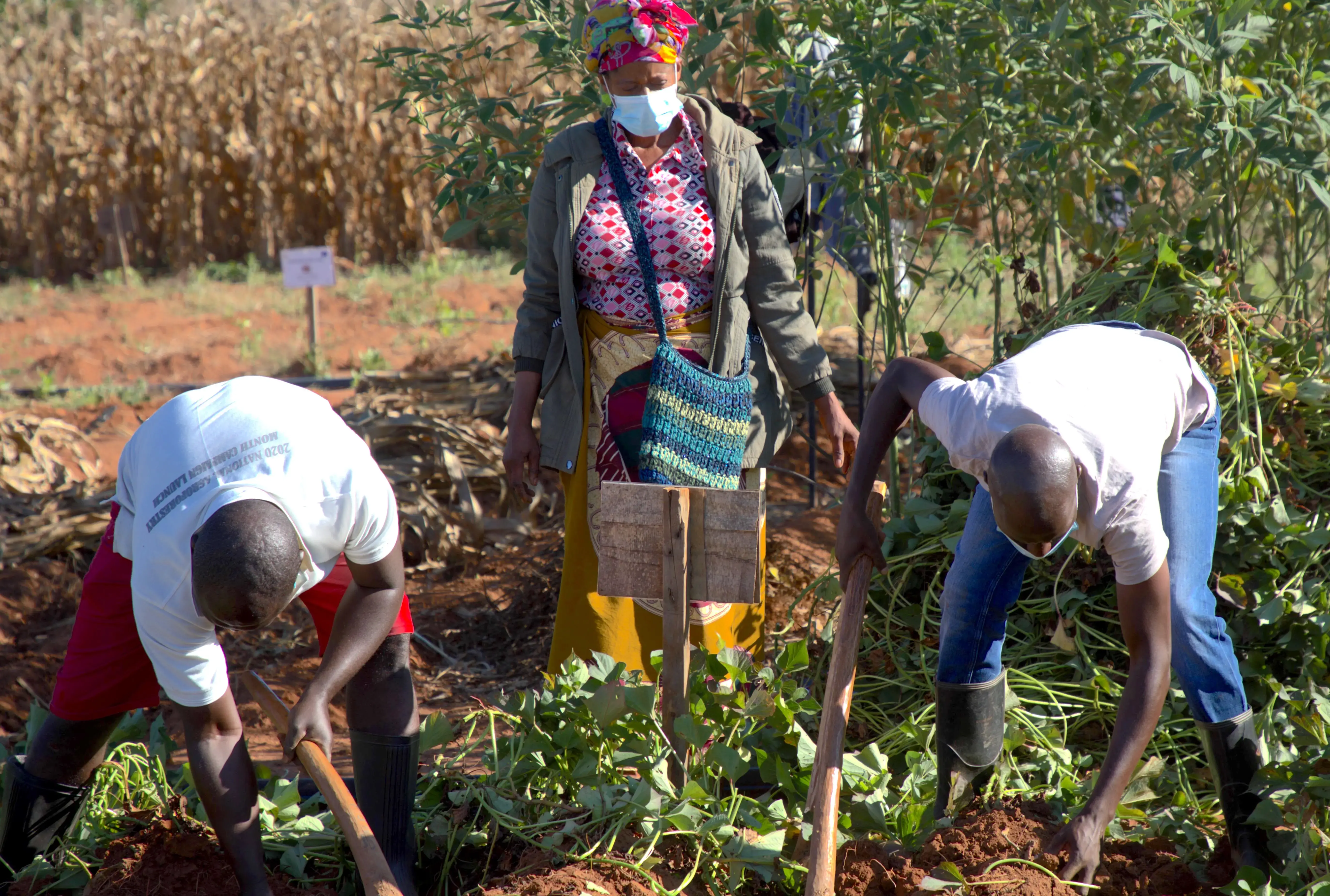 Ensuring healthy workers for a healthy harvest – training farmers in sexual and reproductive health